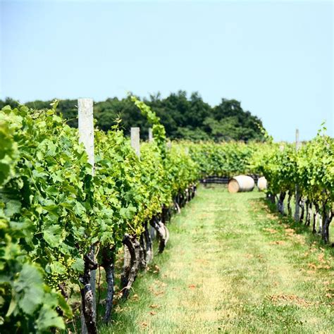 Long Island Wine Council On Instagram Its A Beautiful Day For A Walk