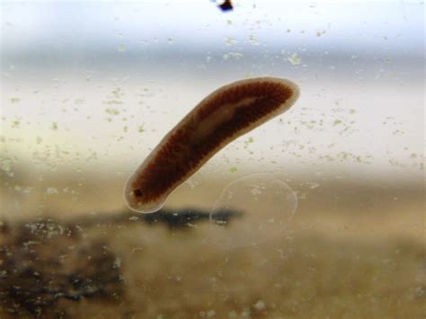 Bugblog Freshwater Flatworms