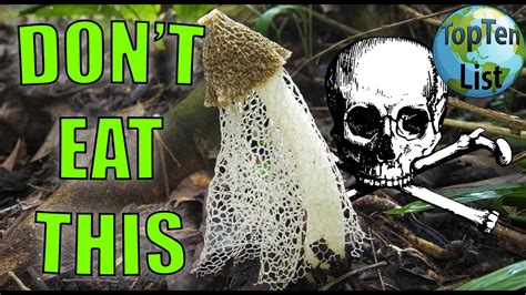 Top 10 Most Poisonous And Deadly Mushrooms In The World You Should Avoid
