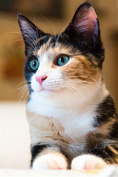 Calico Cat With Blue And Green Eyes
