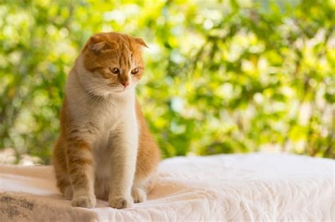 Premium Photo Scottish Fold Cat Beautiful Kitten