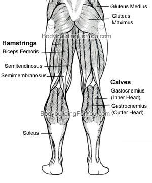 Adductor muscles anatomy 3d medical illustration on white background. Schmerzen im hamstring und morgen zum fitness (Gesundheit ...