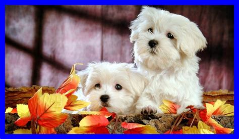 Cute Maltese Wallpapers Top Free Cute Maltese Backgrounds