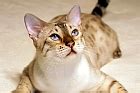 Bengals are probably the most intelligent cats i've come across, even occasionally outwitting we rescued a stray fourth generation domestic mix and he died of organ failure from lack of proper protein. Great Lakes Bengal Rescue, serving midwestern United States