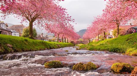 Sakura Trees Beautiful Landscape Wallpapers Hd Download Desktop Background