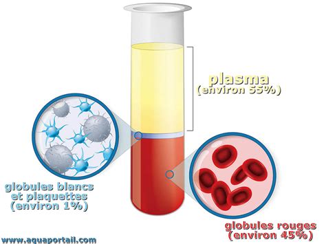 Plasma D Finition Et Explications Hot Sex Picture