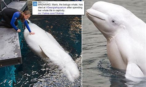 Animal Rights Activists Claim Beluga Whale That Died At Georgia