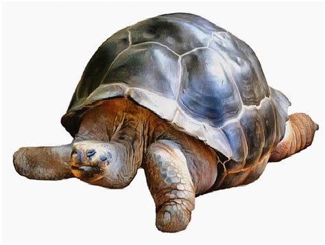 Tortoise And Turtle Free Stock Images 14