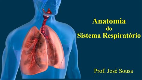 Anatomia Do Sistema Respiratorio