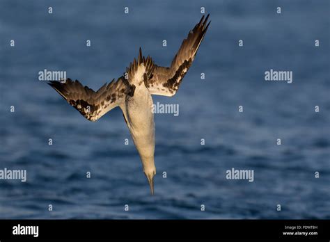 Northern Gannet Diving Fish Hi Res Stock Photography And Images Alamy