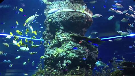 Peaceful Life Of Beautiful Sea Creatures Sea Aquarium