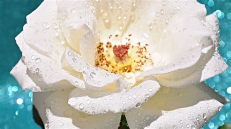 Download Wallpaper 1920x1080 Rose Bud Flower Petals Drops Full Hd