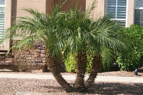 A semi dwarf fruit tree can yield up to twice the fruit as a dwarf fruit tree. Pin on Garden