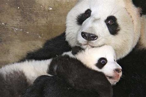 40 Baby Panda Photos
