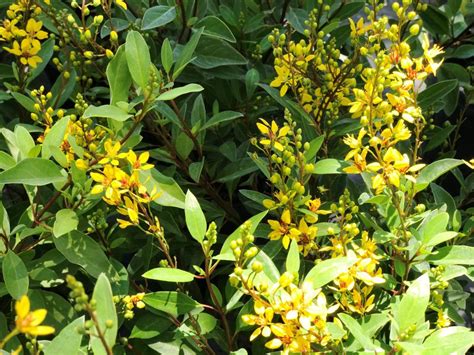 Maybe you would like to learn more about one of these? Florida's Prettiest Flowering Shrubs: Thrilling Thryallis ...