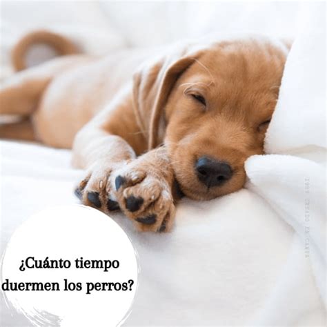 ¿cuánto Tiempo Duermen Los Perros ¿tu Perro Duerme Demasiado
