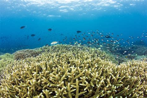Staghorn Coral Reef Stock Image Image Of Field Fish 88506283