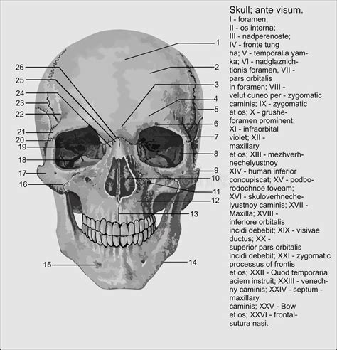 Anatomy Human Names Skull Stock Illustrations 14 Anatomy