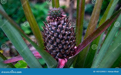 Small Baby Pineapple Plant In The Garden Stock Image Image Of Growth
