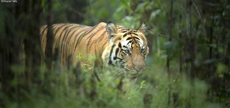 All About White Tigers In India Bandhavgarh National Park
