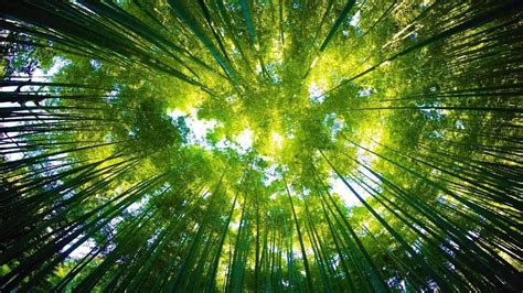 🎋🌿 Storm In Bamboo Forest 8 Hours Thunder Strong Wind Blowing Sounds