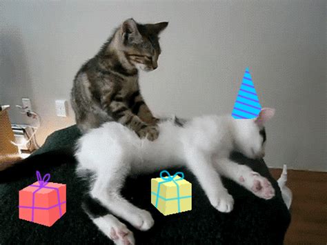 happy birthday s find and share on giphy