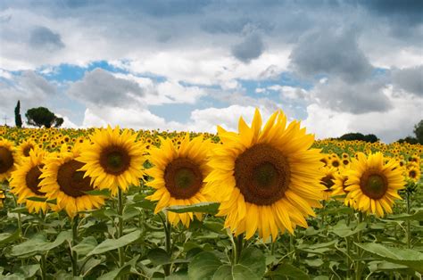 Secure Your Sunflowers From Pesky Birds Sunflower Protection