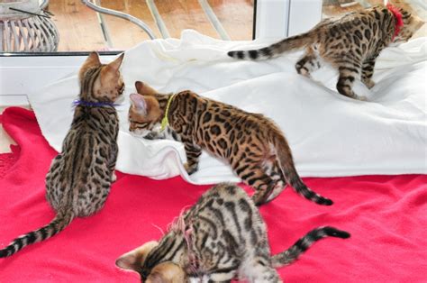 Süße Bengal Kitten Zu Verkaufen · Bengal Cat