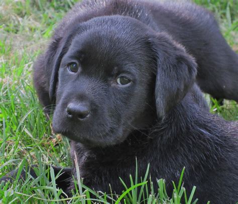 Black Labrador Retriever Puppies For Sale Hidden Pond Labradors