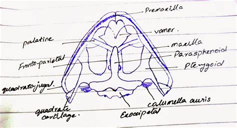 Ahson Ul Haq Biology Fsc Part 2 Practical Diagram