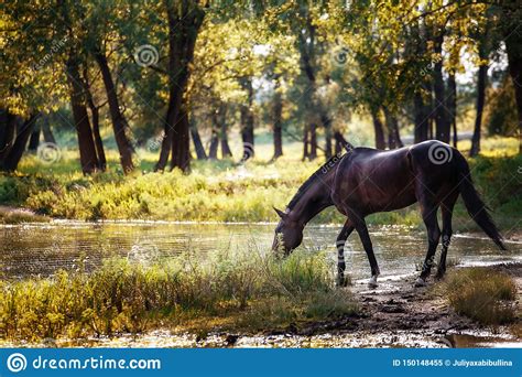 Brown Horse Drinking Water In A Lake Stock Image Image Of Landscape