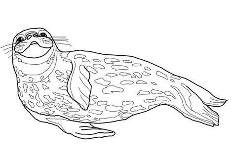 Monk Seal Coloring Page Free Printable Coloring Pages For Kids
