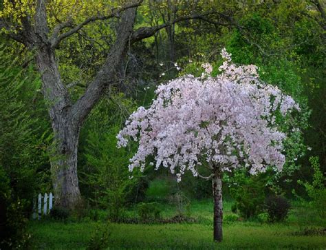 Pink Snow Showers Weeping Cherry Tree For Sale Buying Growing