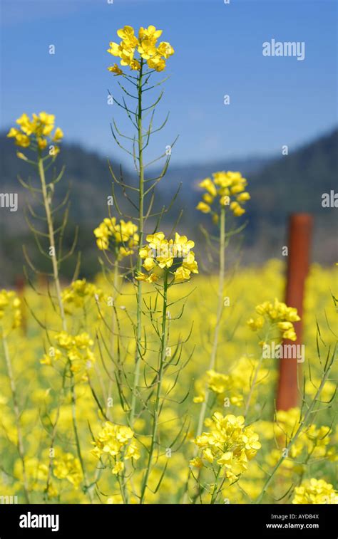 Field Of Mustard Flowers In Napa Valley California Brassica Juncea
