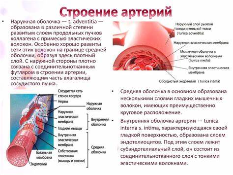 Диета при кальцинозе сердечного клапана - фото презентация Картинка - Диета при кальцинозе сердечного клапана - фото презентация