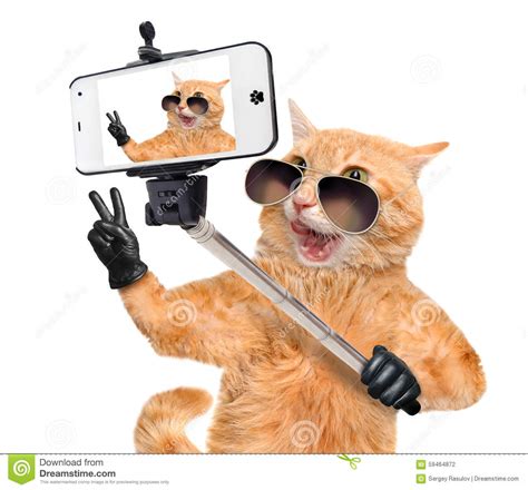 Cat With Peace Fingers In Black Leather Taking A Selfie