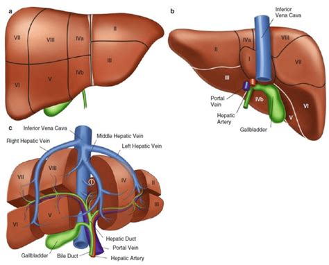 It is situated in the upper part of the abdominal cavity occupying the greater part of the liver is enclosed in a thin inelastic capsule and incompletely covered by a layer of peritoneum. -Liver segments in anterior view ( a ), posterior view ( b ), and 3D... | Download Scientific ...