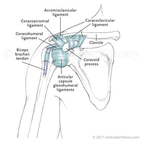 Boney structures shown are the acromion of the scapula, the clavicle and the humerus. Shoulder Joint LIgaments - Anterior - Medical Art Library