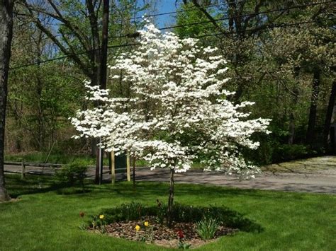 Logically, therefore, it's wise to place the trees a certain distance from the house. Dogwood Tree. First tree my Grandmother made me plant. had ...