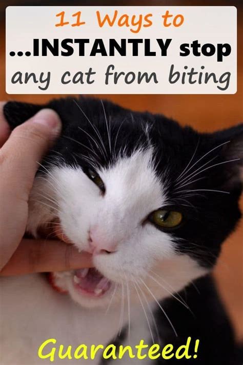 11 Ways To Stop Your Cat From Biting Petskb