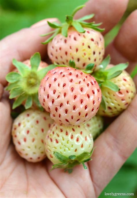 335 Best Images About Unusual Fruits And Vegetables For The