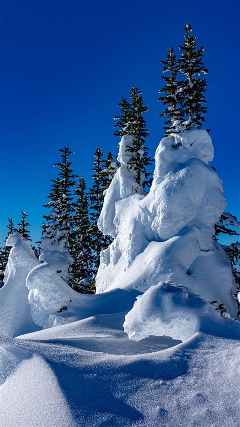 Hd Wallpaper Trees Snow Snowdrifts Winter Blue Sky Download