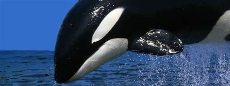 Killer Whale Facts And Information Orcinus Orca