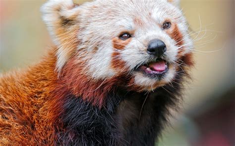 Wallpaper Red Panda Color Face Eyes Animal 1680x1050 1065399