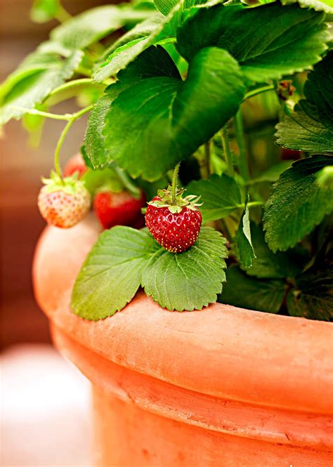 How To Plant And Grow Strawberries