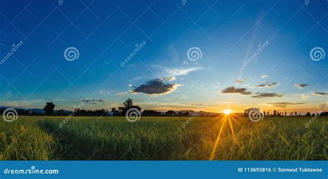 Sunrise Sunset Paddy Field Beautiful Landscape Stock Photo Image Of