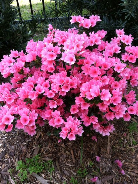 Variegated Azalea Evergreen Cold Hardy Spring Flowering Compact Si