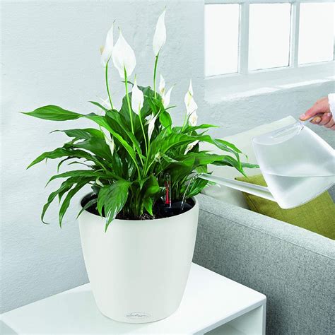 How To Water Indoor Plants While On Vacation Smart Garden Guide