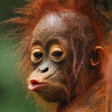 Dont Orphan This Orangutan Cute Animals Animals Wild