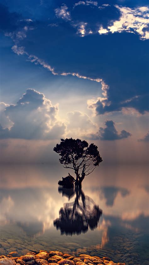 1080x1920 1080x1920 Sunbeam Sunrays Nature Hd Tree For Iphone 6